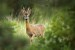 Morning Encounter, Roe Deer, Carso, Trieste, Italy