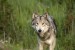 Eyes of the Wolf, Yellowstone Park, Wyoming, U.S.A.