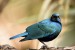 Glossy Starling (Lamprotornis nitens)