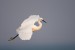 Little Egret, Benguerra Island, Mozambico