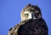Martial Eagle (Polemaetus bellicosus ) Kgalagadi N.P. South Africa