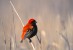 Red bishop, South Africa