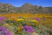 Tapestry of Namaqualand, South Africa
