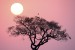 Acacia Tree, Botswana