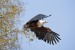 African Fish Eagle, Kruger Park, South Africa
