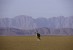 Alone, Orix, Namibian Desert, Namibia