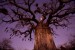Baobab Tree, Mozambico