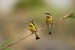 Bee-Eaters, Savuti, Botswana