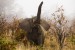 Elephant, Loxodonta africana, Kruger N.P., South Africa