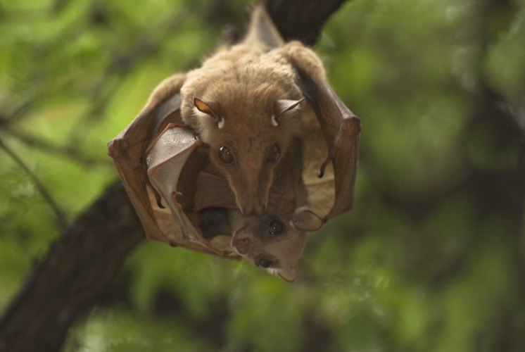 Fruit Bat with Baby, Hwange Park, Zimbabwe