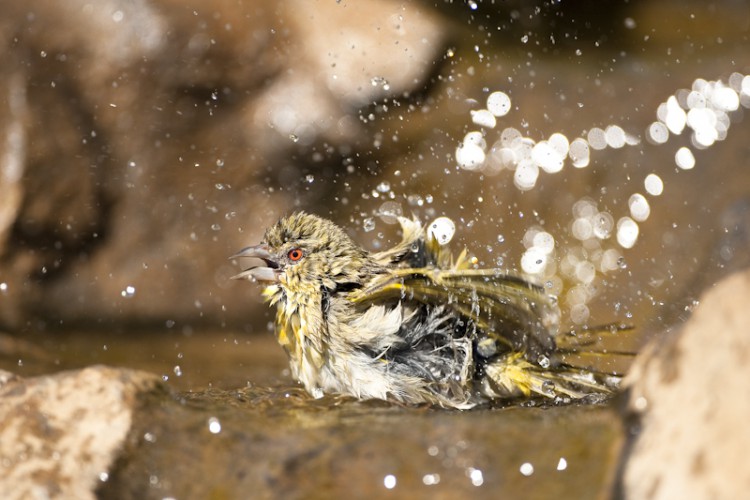 Morning Bath, Cape, Warbler, Kruger Park, South Africa