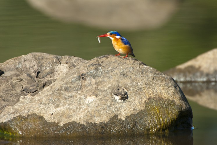 Morning Catch, Malachite Kingfisher, South Africa
