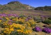 Namaqua Colors, Namaqualand, South Africa