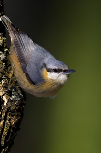Nuthatch, Carso, Italy