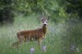 Roe Deer, Carso, Italy