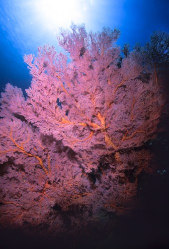 Soft Coral, Manado, Sulawesi Island, Indo-Pacific Ocean
