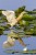 Squacco Heron, Lake Kerkini, Greece