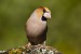 Watchful eye, Hawfinch, Carso, Italy