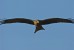 Wings, Yellow Billed Kite, Hwange N.P., Zimbabwe
