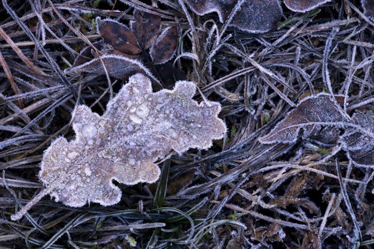 First Frost, Carso, Trieste, Italy