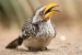 Yellow Billed Hornbill, Kruger Park, South Africa