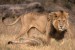 Young Male Lion, Savuti, Botswana