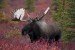 Alaskan Moose-Denali N.P.-Alaska