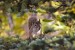 Red Squirrel-Wonder lake-Denali N.P.-Alaska