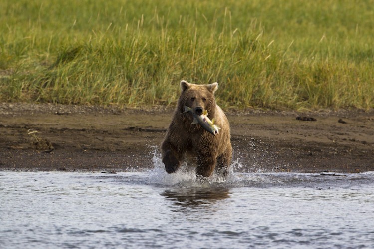 Happy Bear-Alaskan Brown Bear-Katmai N.P.-Alaska