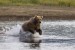 Alaskan Brown Bear-Katmai N.P.-Alaska