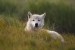Spirit of Katmai, White Wolf- Katmai N.P.-Alaska