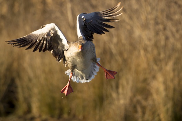Greylag goose - Oca selvatica - Marano Lagunare - Italy