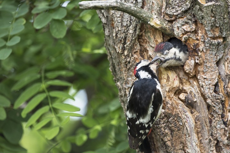 ervin skalamera photography | Livio the Woodpecker
